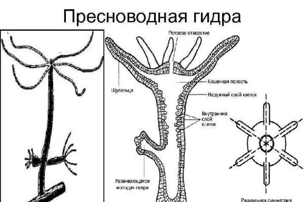 Как отличить оригинальный сайт кракена